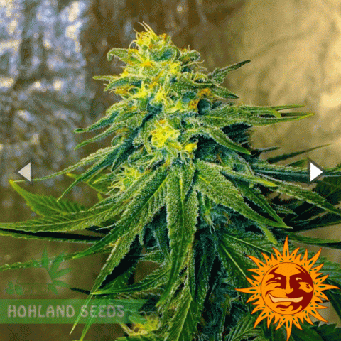 Chronic Thunder Chronic Thunder
