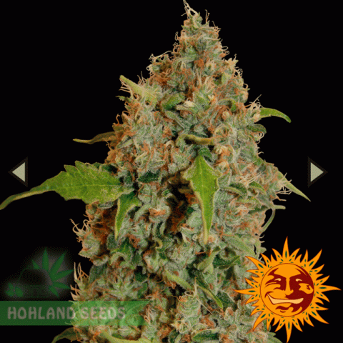 Chronic Thunder Chronic Thunder