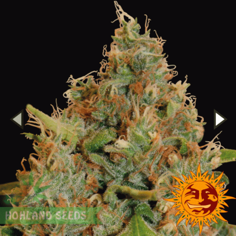 Chronic Thunder Chronic Thunder
