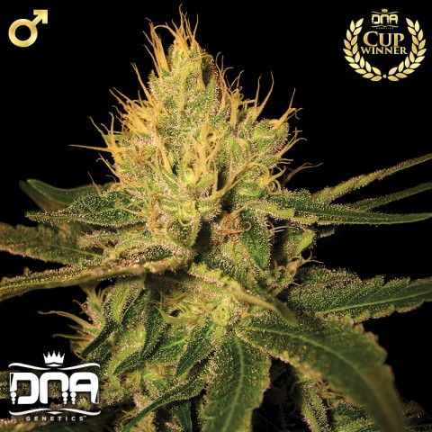 Cannalope Haze Cannalope Haze