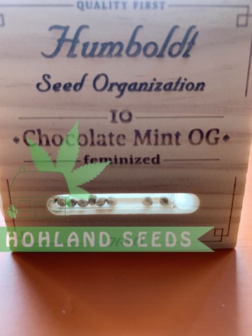 Chocolate Mint OG Chocolate Mint OG