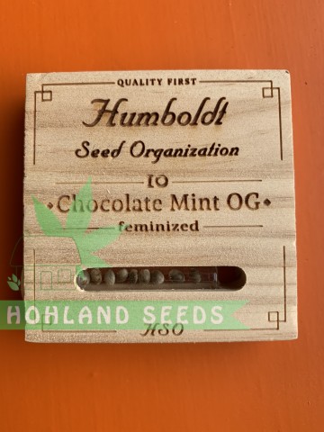 Chocolate Mint OG Chocolate Mint OG
