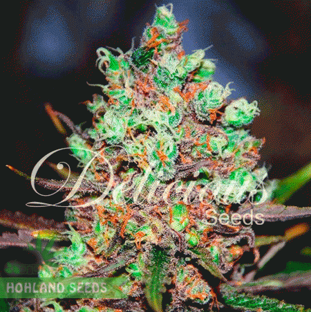 Cotton Candy Kush Cotton Candy Kush