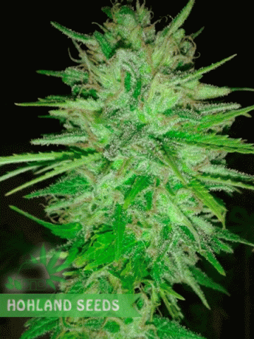 Cotton Candy Kush Cotton Candy Kush