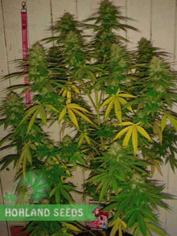 Cotton Candy Kush Cotton Candy Kush