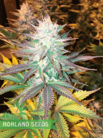 Cotton Candy Kush Cotton Candy Kush