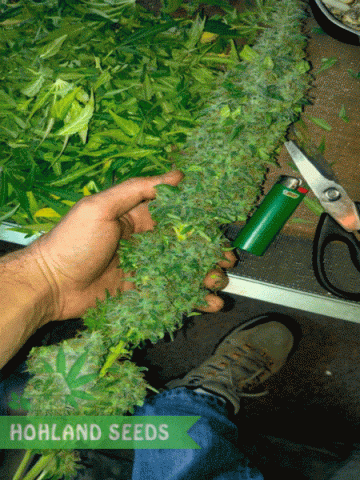Cotton Candy Kush Cotton Candy Kush