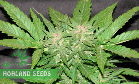 Cotton Candy Kush Cotton Candy Kush