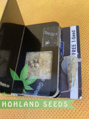 Critical Hog Critical Hog