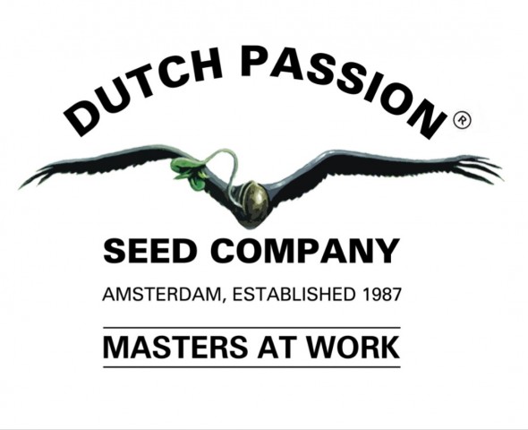 CBD Auto Blackberry Kush CBD Auto Blackberry Kush