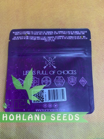 Eleven Roses Early Version Eleven Roses Early Version