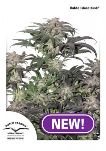 Bubba Island Kush Bubba Island Kush