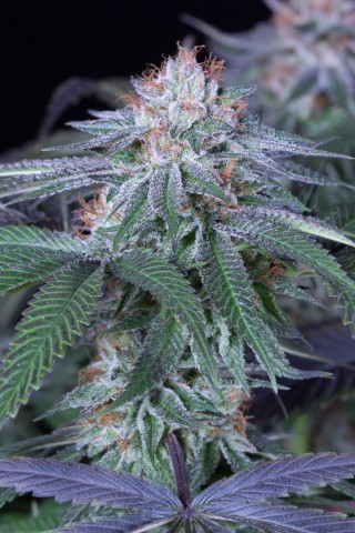 Velvet Octane Velvet Octane