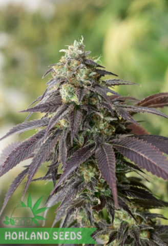 707 Headband 707 Headband