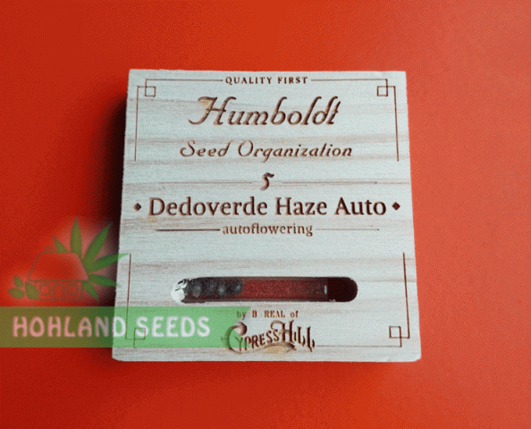 dr. Greenthumb’s Dedoverde Haze Auto dr. Greenthumb’s Dedoverde Haze Auto