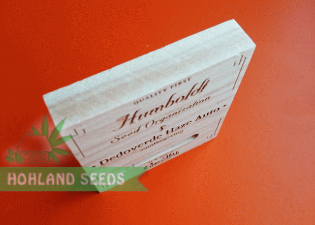 dr. Greenthumb’s Dedoverde Haze Auto dr. Greenthumb’s Dedoverde Haze Auto