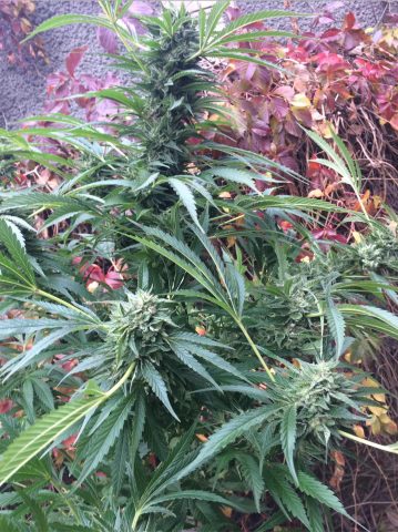 Jack 47 XL Auto Jack 47 XL Auto