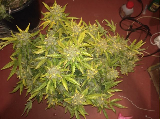 Jack 47 XL Auto Jack 47 XL Auto