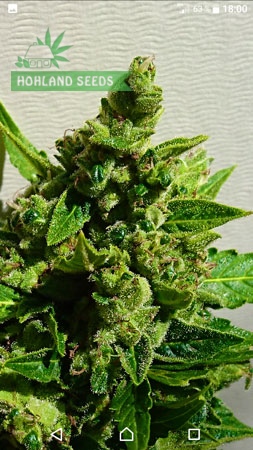 Auto Cinderella Jack Auto Cinderella Jack