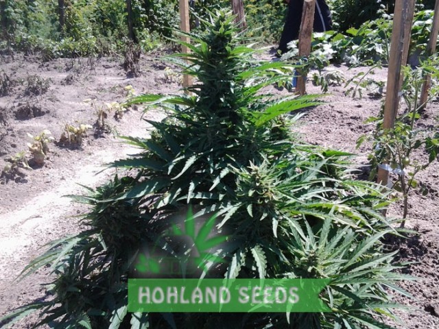 Auto Cinderella Jack Auto Cinderella Jack