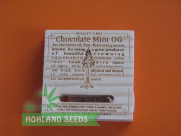 Chocolate Mint OG Chocolate Mint OG
