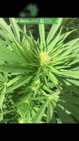 S.A.D. S1 Sweet Afghani Delicious S.A.D. S1 Sweet Afghani Delicious