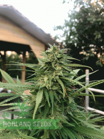 Larry OG Kush Larry OG Kush