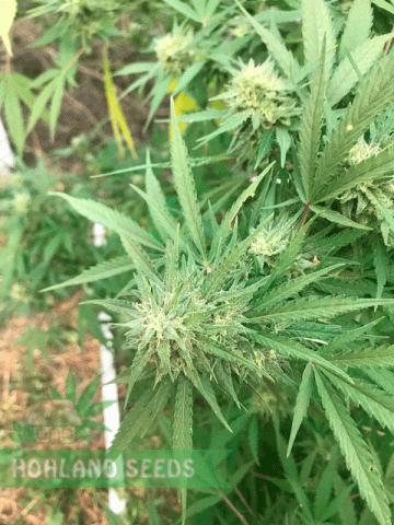 Larry OG Kush Larry OG Kush