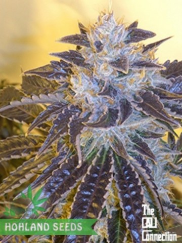Larry OG Kush Larry OG Kush