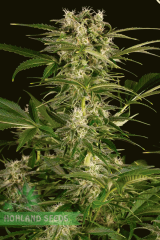 Lemon Juice Express Auto Lemon Juice Express Auto