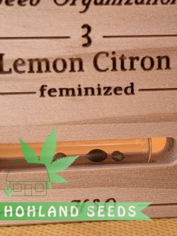 Lemon Citron