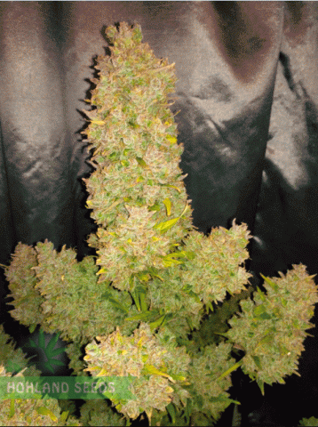 Lost Coast Skunk Auto Lost Coast Skunk Auto