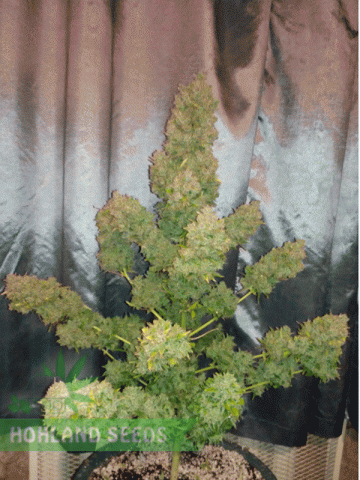 Lost Coast Skunk Auto Lost Coast Skunk Auto