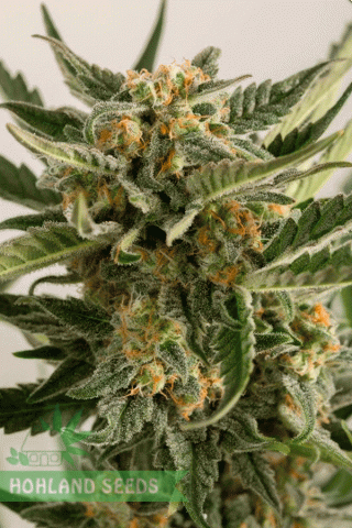 Lost Coast Skunk Auto Lost Coast Skunk Auto