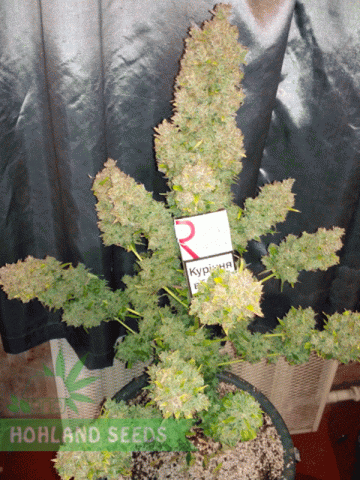 Lost Coast Skunk Auto Lost Coast Skunk Auto