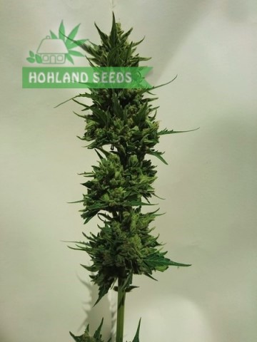 Auto Cinderella Jack Auto Cinderella Jack