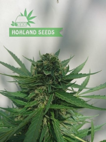 Auto Cinderella Jack Auto Cinderella Jack