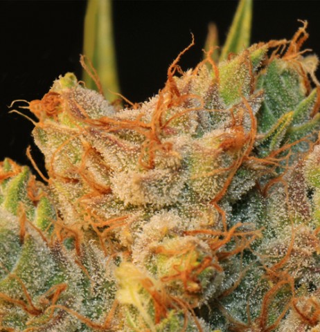 MK-Ultra Kush x Bubble MK-Ultra Kush x Bubble
