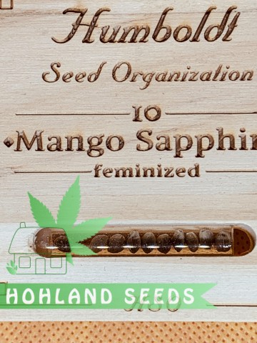 Mango Sapphire Mango Sapphire