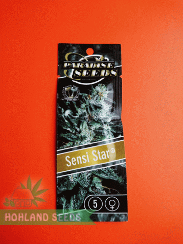 Sensi Star Sensi Star