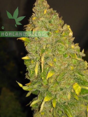 Pineapple Skunk Pineapple Skunk