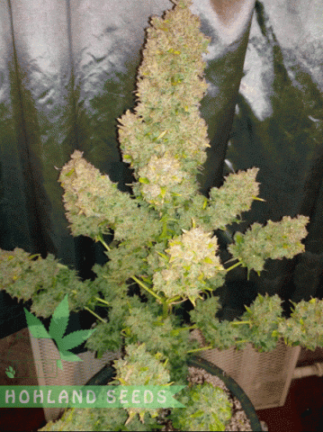 Pineapple Skunk Pineapple Skunk