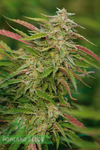 Purple Trainwreck Purple Trainwreck