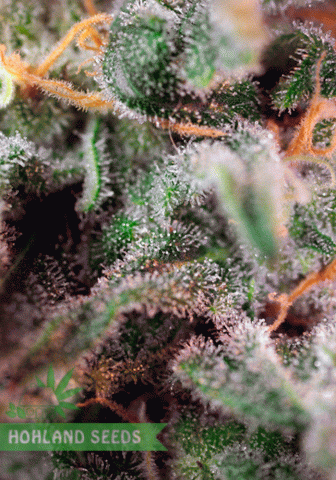 S.A.D. S1 Sweet Afghani Delicious S.A.D. S1 Sweet Afghani Delicious