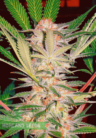 S.A.D. S1 Sweet Afghani Delicious S.A.D. S1 Sweet Afghani Delicious