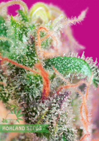 S.A.D. S1 Sweet Afghani Delicious S.A.D. S1 Sweet Afghani Delicious