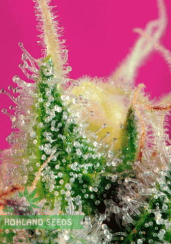 S.A.D. S1 Sweet Afghani Delicious S.A.D. S1 Sweet Afghani Delicious
