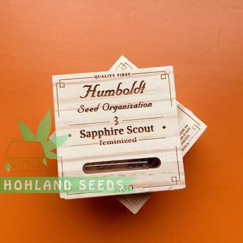 Sapphire Scoute Sapphire Scoute