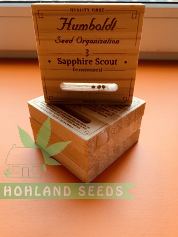 Sapphire Scoute Sapphire Scoute