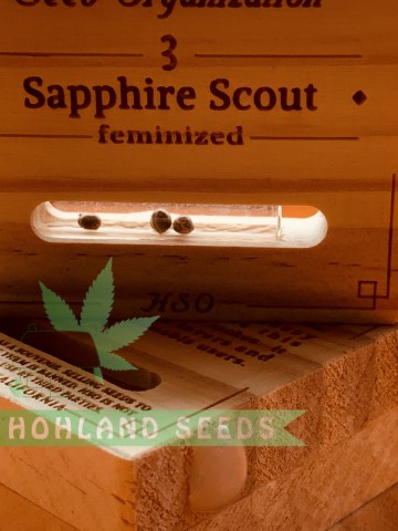 Sapphire Scoute Sapphire Scoute